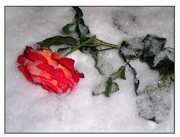 Алая роза на белом снегу