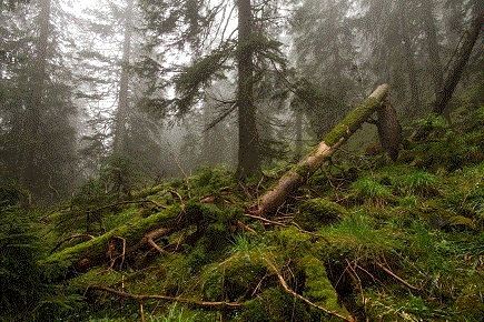 Очистить лес бы от поваленных деревьев