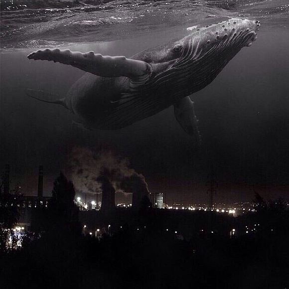 В мрачных объятьях кита.