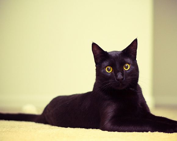 Чёрная кошка (посвящается моей любимой кошке Мирабелле!) 