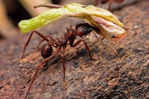 Мудрость муравья