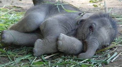 Сон слона