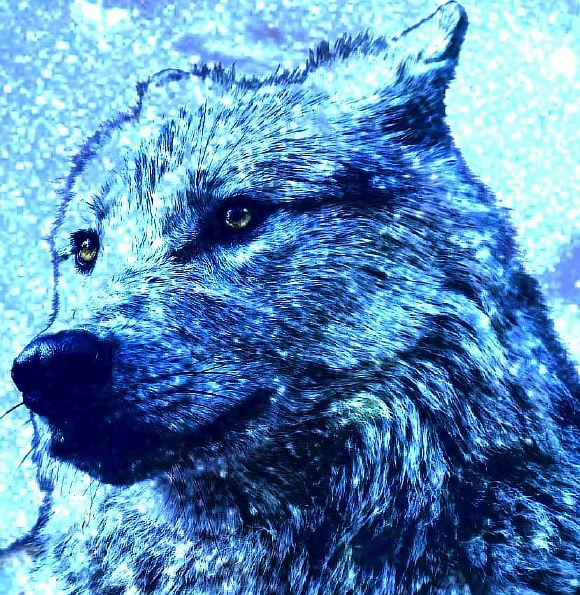 Многозначность волка и мифология