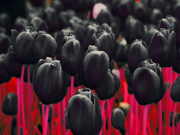 Чёрные тюльпаны