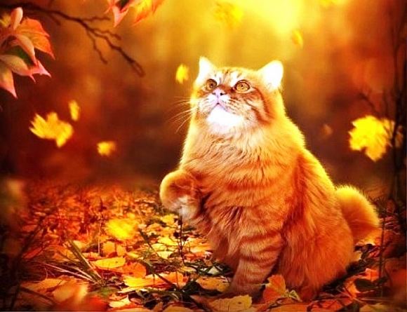 Рыжая кошка на осень похожа