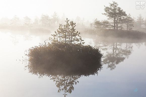 Белорусских болот милый сердцу туман