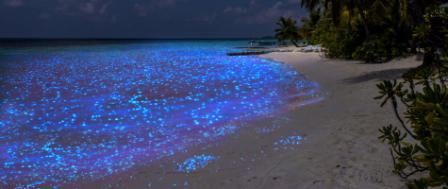 Светящийся пляж на Мальдивах.