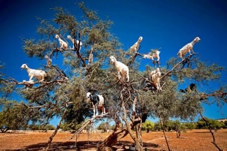 Козы на  деревьях в Марокко.
