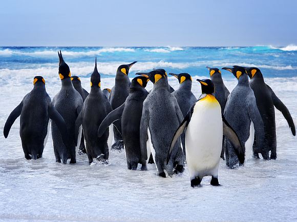 Неуклюжие пингвины