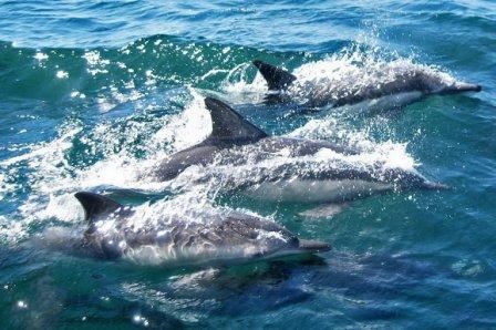 Дельфины спасатели.