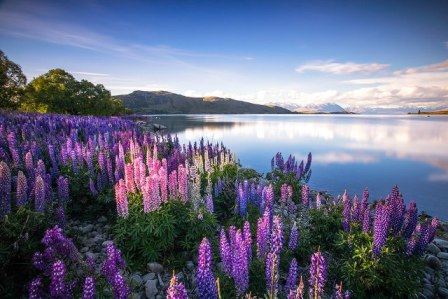 Озеро Такапо.Новая Зеландия.