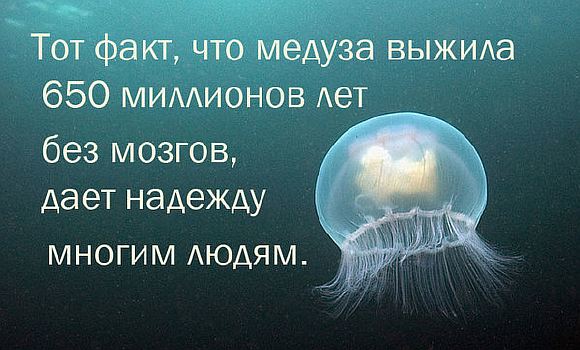 Медуза без мозга