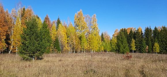 Золотой сегодня лес