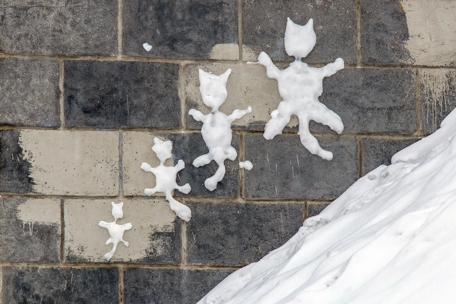 Снежные кошки
