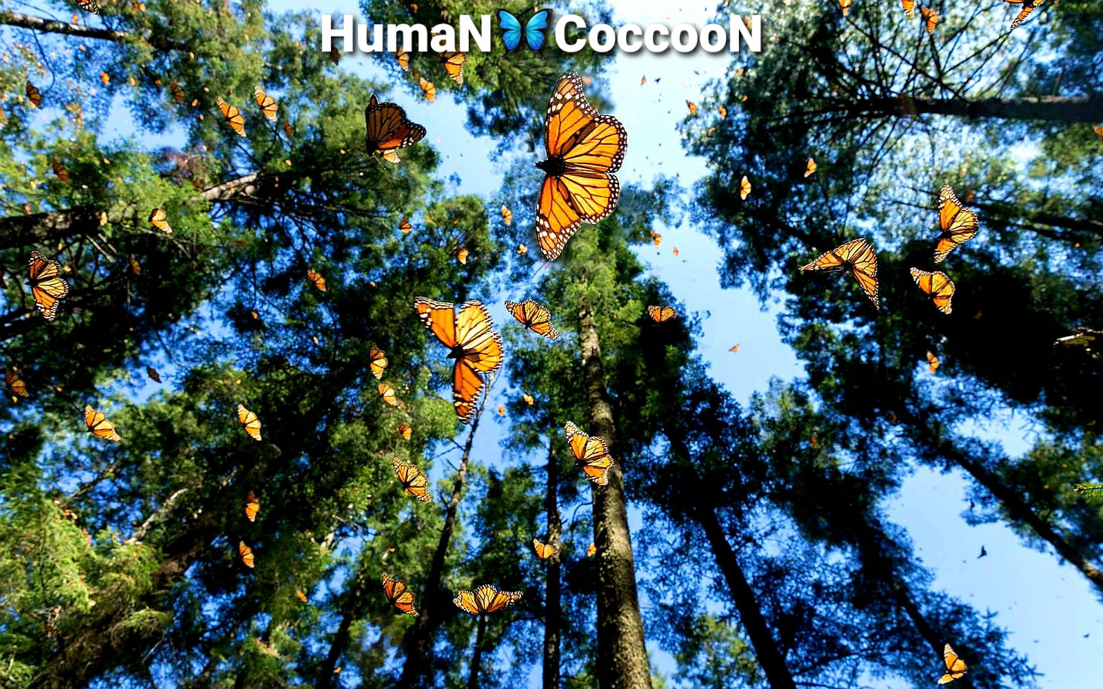 HumaN CoccooN - 15 Часть