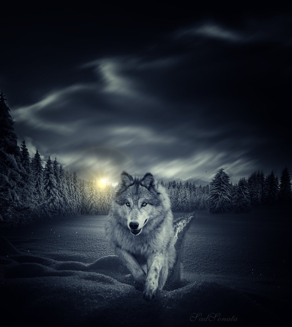 клип стим одинокий волк фото 3
